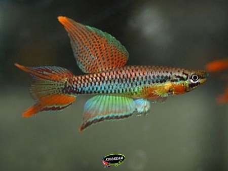 Aphyosemion bitaeniatum 