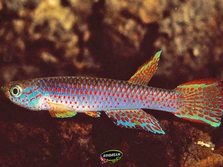 Aphyosemion christy