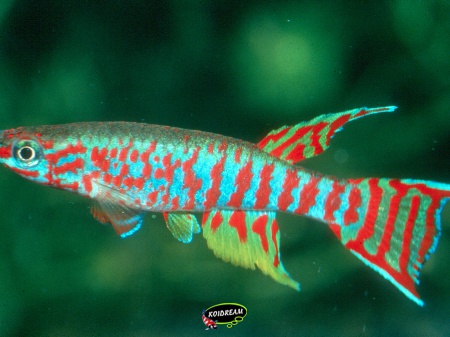 Aphyosemion elberti