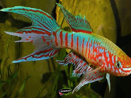 Aphyosemion sjoestedti