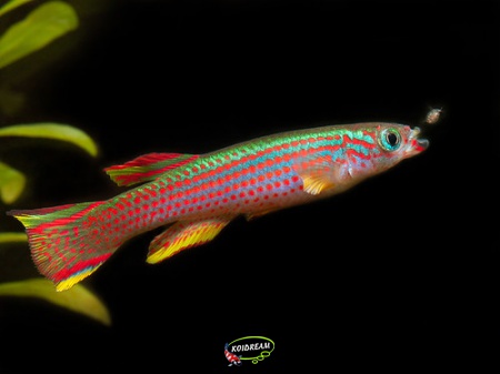 Aphyosemion striatum