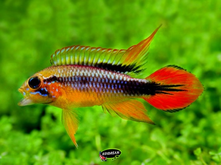Apistogramma agassizi