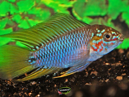 Apistogramma borelli - blauwe dwergcichlide