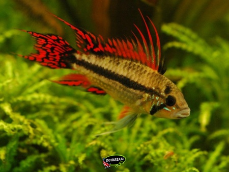 Apistogramma cacatoides 