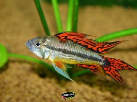 apistogramma cacatuoides