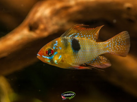 Apistogramma ramirezi - antennebaarsje