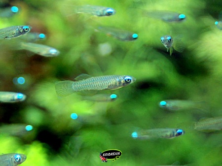 aplocheilichthys normani