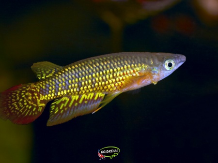 APLOCHEILUS LINEATUS