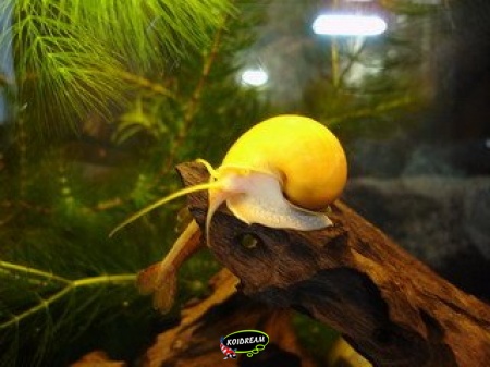 appelslak lemon