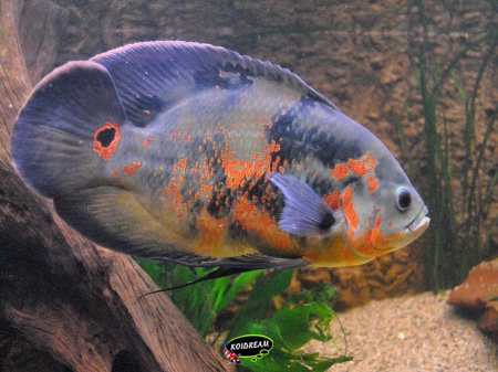 Astronotus ocellatus - pauwoogcichlide