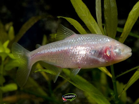 Astyanax fasciatus mexicanus - blinde holenvis
