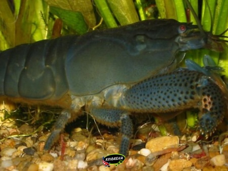 Atyopsis Gabonesis