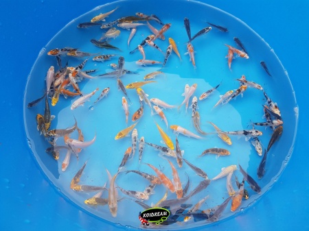 Baby koi mix 1