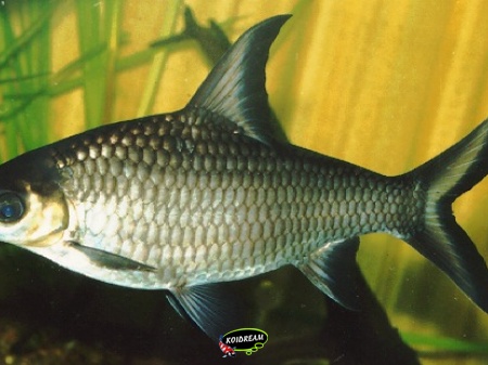 Balantiocheilus melanopterus - haaienvinbarbeel
