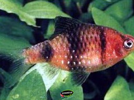 Barbus nigrofasciatus