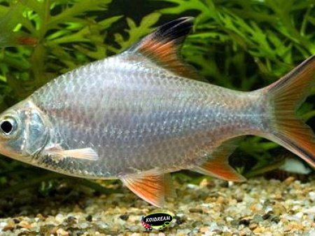 barbus schwanefeldi