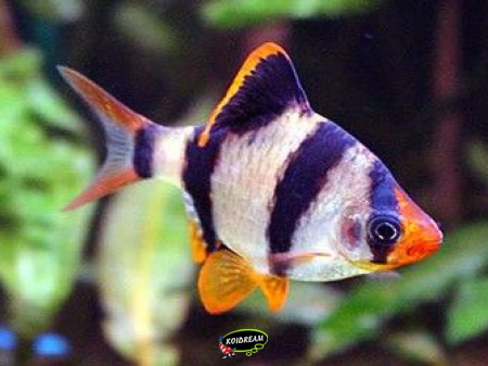 Barbus Tetrazone 