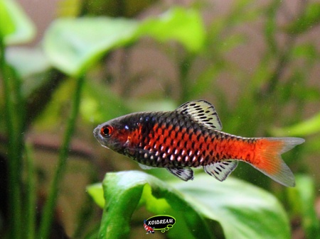 Barbus ticto - ceylonbarbeel