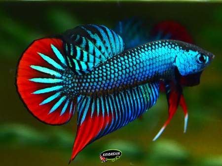 Betta imbellis