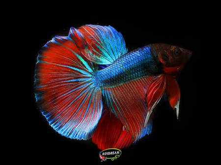 Betta splendens - kempvis 