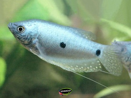 Blauwe spat - Trichogaster trichopterus