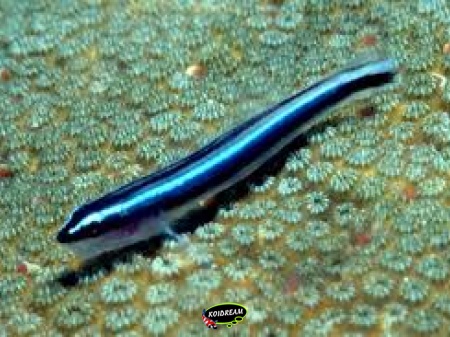 Blue neon Goby