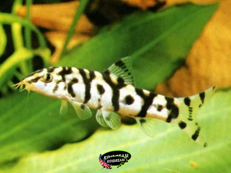 Botia lohachata