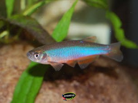 Brachydanio albinoleatus - gouddanio