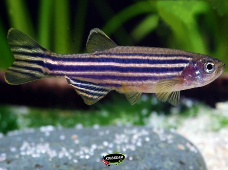 Brachydanio rerio - zebradanio
