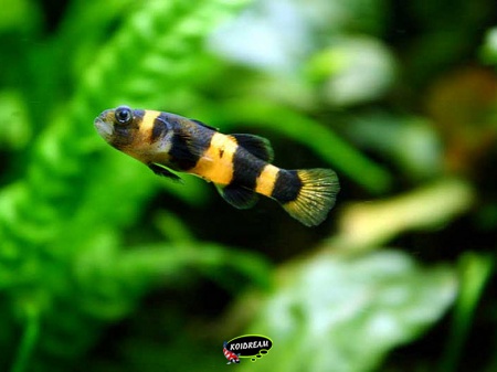 Brachygobius xanthozona - bijtje