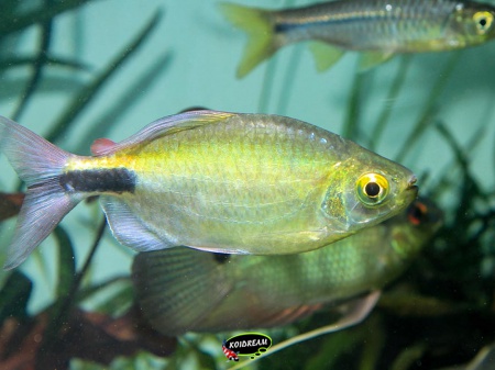 Brycinus longipinnis