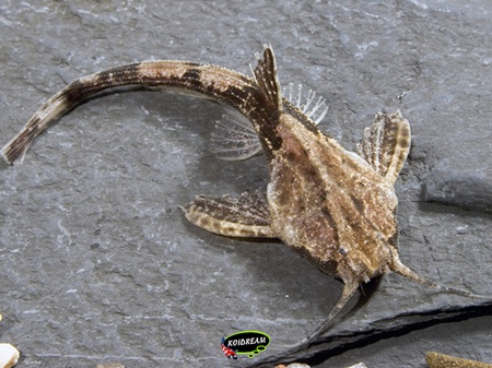 Bunocephalus coracoideus - banjomeerval 