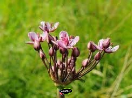 Butomus umbellatus - zwanenbloem