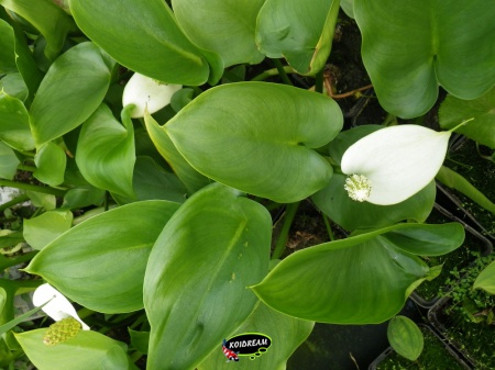 Calla palustris - Slangenwortel