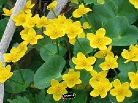 Caltha Palustris - Dotterbloem