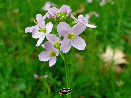 Cardamine pratensis - Pinksterbloem