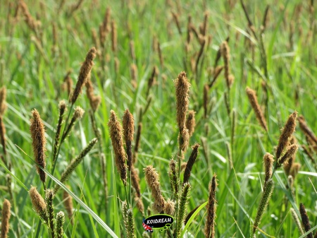 Carex acutiformis - Moeraszegge