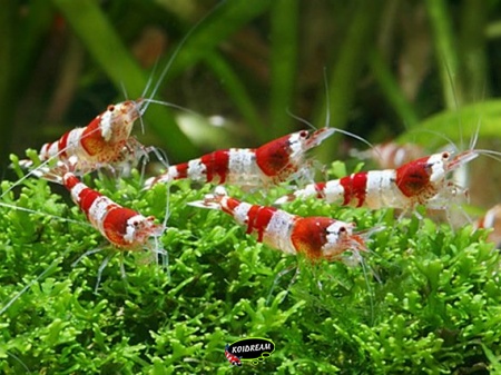 Caridina crystal red