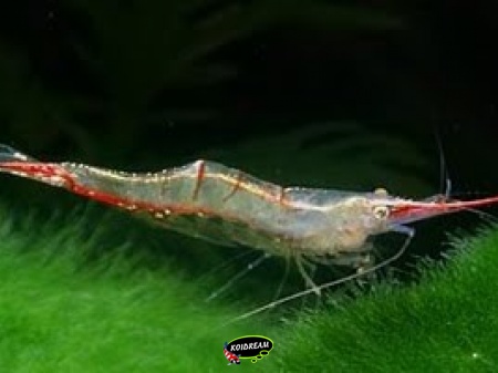 CARIDINA GRACILIROSTRIS - PINOKKIO GARNAAL