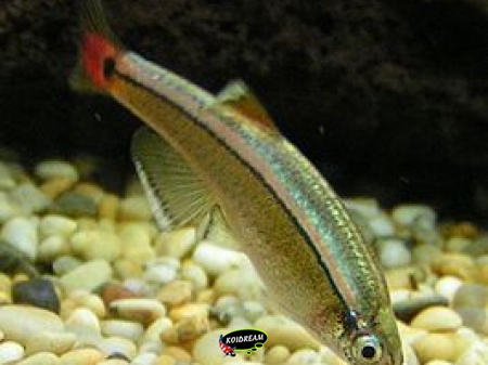 Chineese Danio