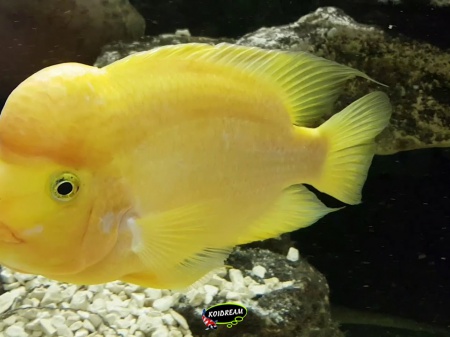 Cichlasoma citrinellum - citroencichlide 