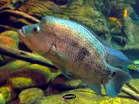 Cichlasoma dovii 