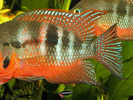 Cichlasoma Meeki - vuurkeelcichlide