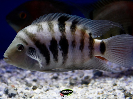 Cichlasoma nigrofasciatus - zebracichlide 