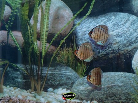 Cobalt blauw Discus
