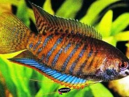 Colisa fasciata