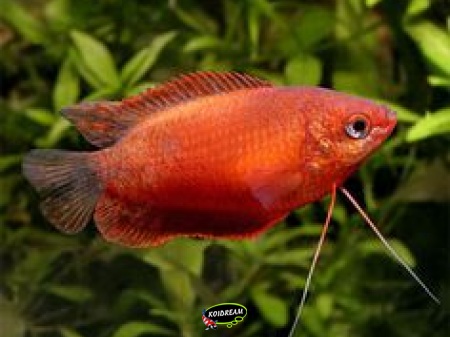 Colisia Chuna Super Red