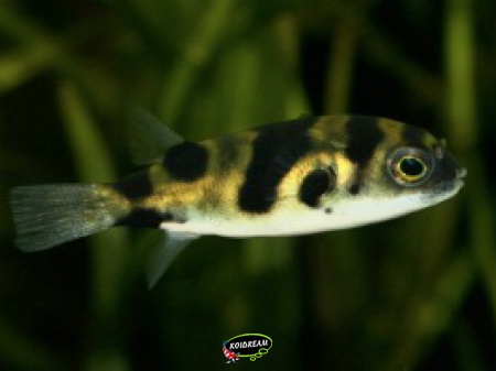 Colomesus psittacus 