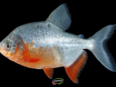 Colossoma brachyponum 