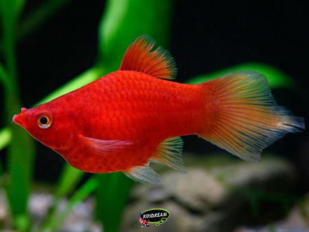 Xiphophorus Maculatus - Coral Platy